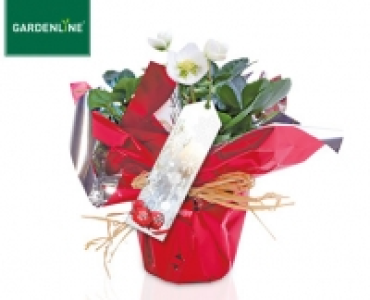 GARDENLINE®Christrose in Geschenkverpackung