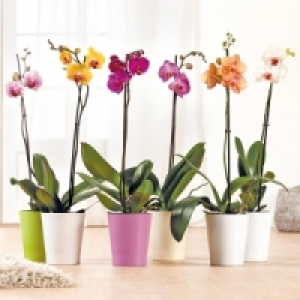 Orchidee Phalaenopsis 4.99 €