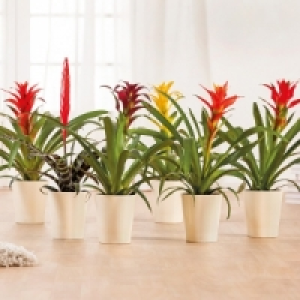 Bromelien 3.99&nbsp;&euro;