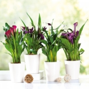 Calla Zantedeschia 5.99 €