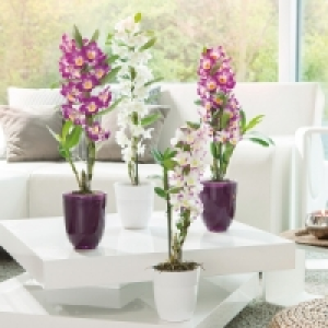 Dendrobium nobile 6.99 €