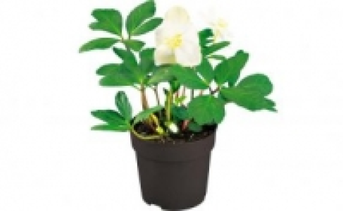 Christrose Helleborus 2.99&nbsp;&euro;