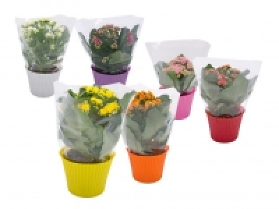 Kalanchoe 2.29 €