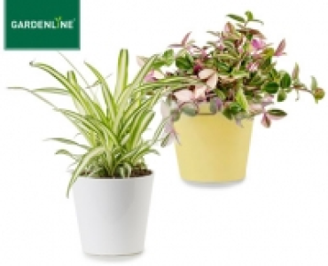 GARDENLINE®Grünpflanze mit Übertopf