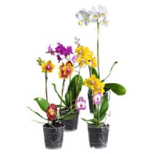 Orchideen-Mix 4.99 €