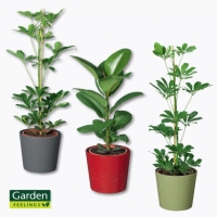 Aldi Nord Garden Feelings® Grünpflanze