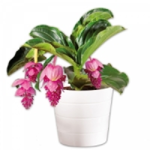 Medinilla magnifica 8.99 €