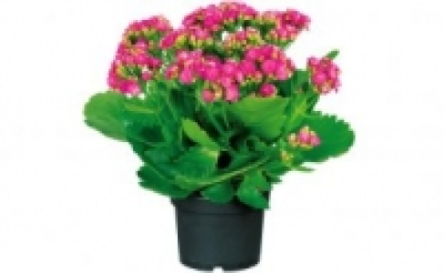 Kalanchoe 1.99 €