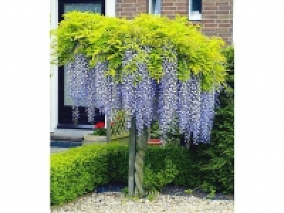 Lidl  Blauregen auf Stamm, 1 Pflanze Wisteria sinensis Glycinie