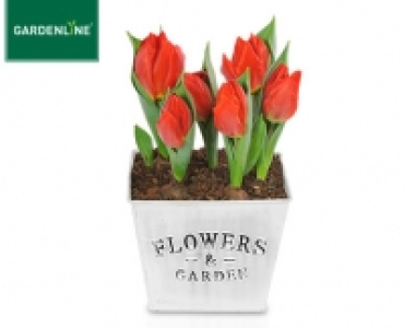 GARDENLINE®Blumenzwiebeln im Korb 2.99 €