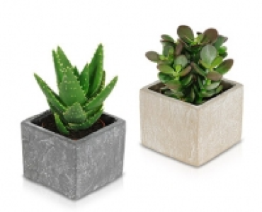 Kaktus oder Sukkulente