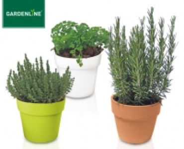 Aldi Süd  GARDENLINE®Gewürzkräuter im Übertopf