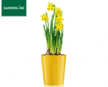 GARDENLINE® Blühendes Pflanzensortiment