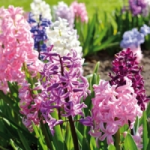 Hyazinthen 1.49&nbsp;&euro;