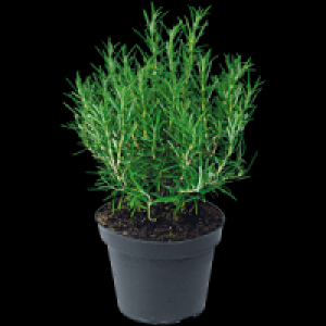 Freilandkr&auml;uter