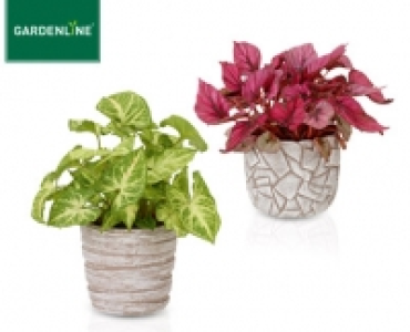GARDENLINE®Pflanzen-Mix in Trendkeramik 4.99 €