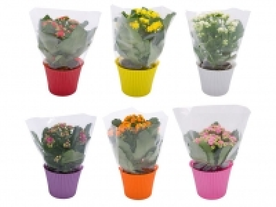 Kalanchoe 2.99 €