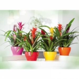 Bromelien 8.99&nbsp;&euro;