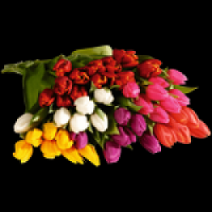 Tulpenstrauß 1.79 €