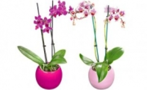 Schmetterlingsorchidee in Keramik 7.99 €