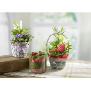 Metro  Bepflanzte Valentins Arrangements
