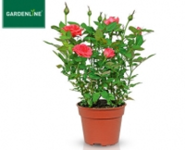 GARDENLINE® Topfrose