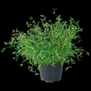 Freilandkr&auml;uter 1.79&nbsp;&euro;