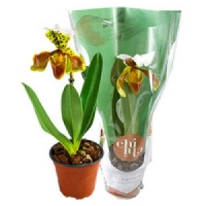 Paphiopedium (Frauenschuh)