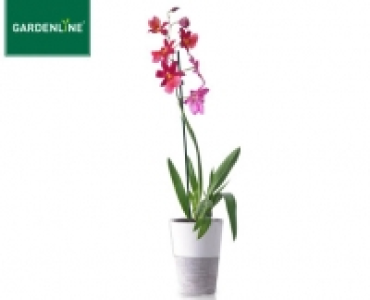 GARDENLINE®Orchidee 5.99 €