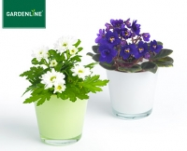 GARDENLINE®Mini-Pflanze im Glastopf