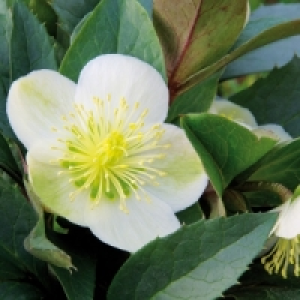 Christrose 2.99 €