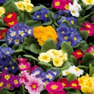 Primeln 2.99&nbsp;&euro;