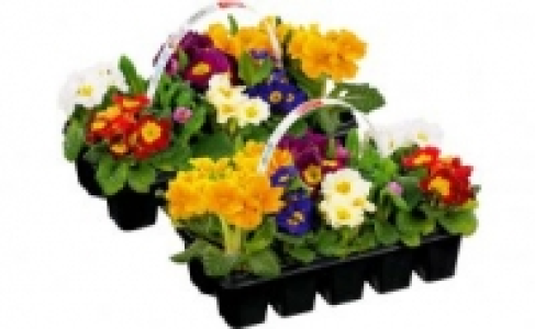 Primeln 2.99&nbsp;&euro;