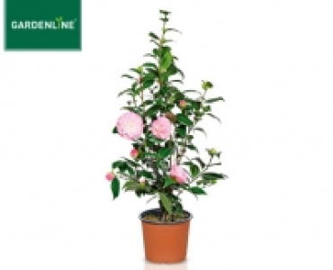 GARDENLINE®Kamelie 9.99 €