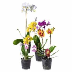 Orchideen versch. Sorten, Pflanzenh&ouml;he: 45 - 75 cm, Abb. &auml;hnlich, jede