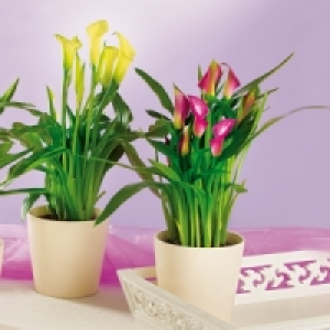 Calla Zantedeschia 5.99 €