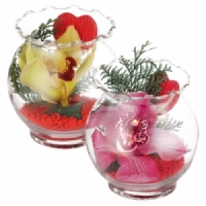 Cymbidium 2.49 €