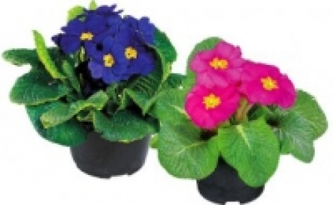 Primel 0.59&nbsp;&euro;