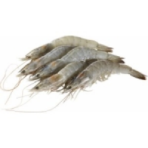 White Tiger Garnelen