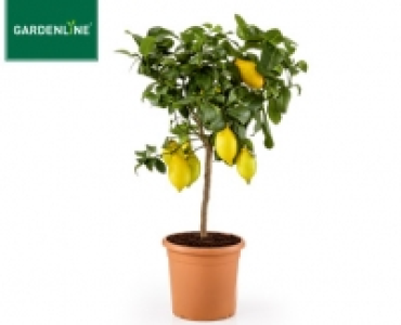 Aldi Süd  GARDENLINE® Mediterranes Stämmchen