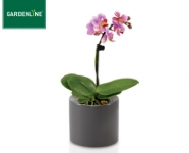 GARDENLINE® Mini-Orchidee im Keramiktopf 3.99 €