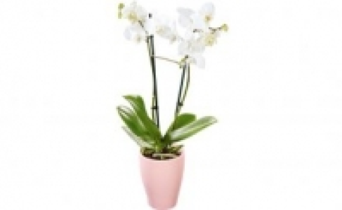 Schmetterlings-Orchidee 7.99&nbsp;&euro;