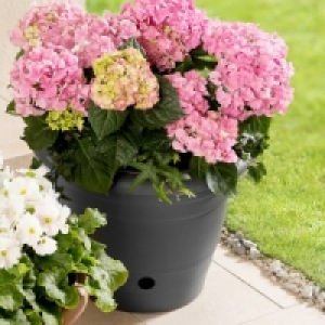 Blumentopf 4.99&nbsp;&euro;