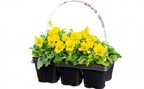 Beetpflanzen 0.99 €
