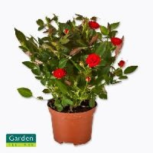 Topfrose 2.99 €