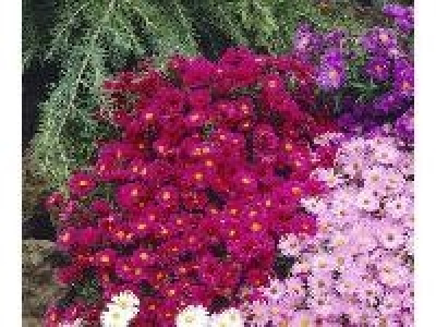 Amo Staude Aster dumosus - Kissenaster, rot