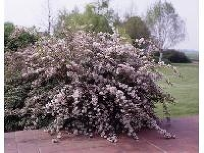 Maiblumenstrauch rosa blühend, 1 Pflanze