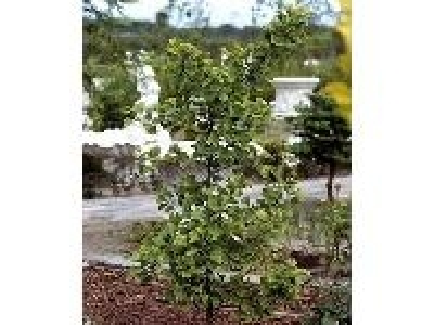 Amo Ginkgo-Strauch