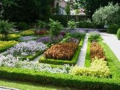 Amo Buchsbaum-Hecke 8-12 cm hoch