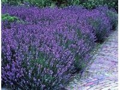 Staude Lavendel, 5 Stauden 9.49 €
